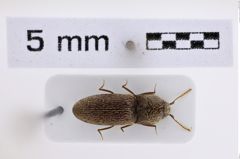 Foto (Dorsalansicht) von Adelocera yemenita (NHMW-ZOO-COL-0008002)